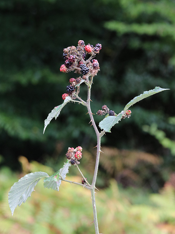 Rubus discolor