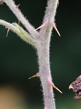 Rubus discolor