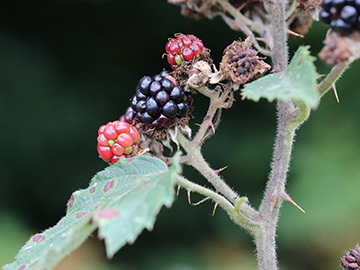 Rubus discolor