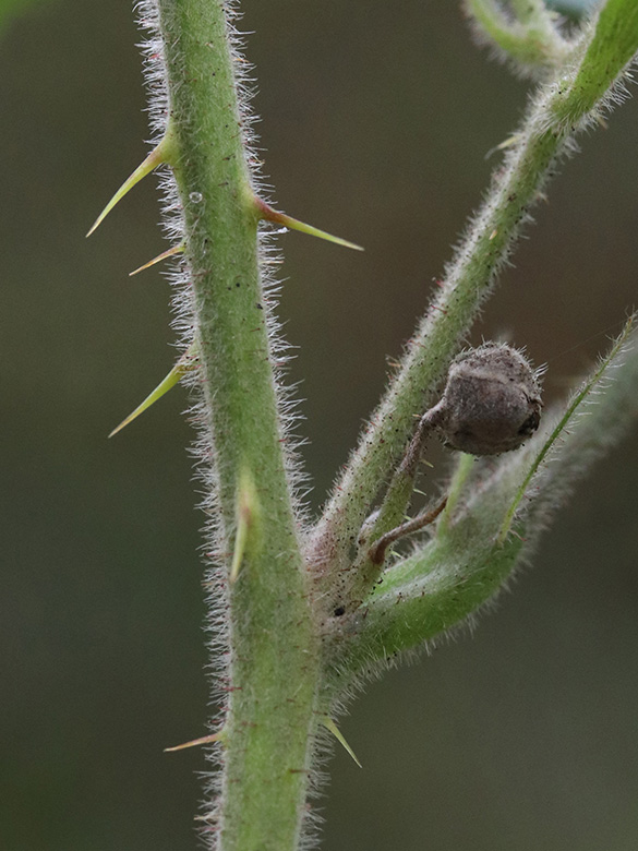 Rubus eifeliensis