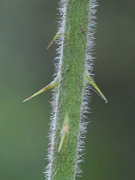 Rubus eifeliensis