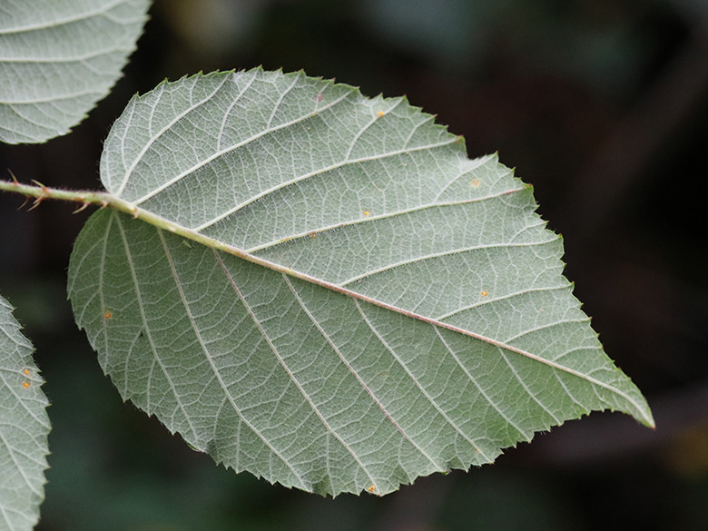 Rubus eifeliensis