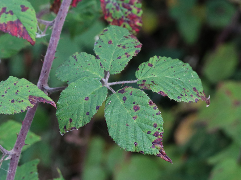 Rubus pannosus