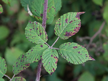 Rubus pannosus