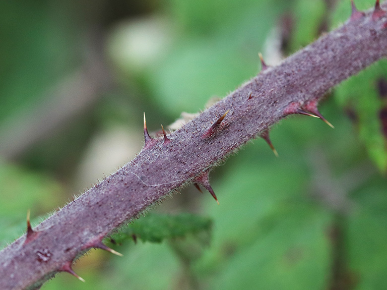 Rubus pannosus