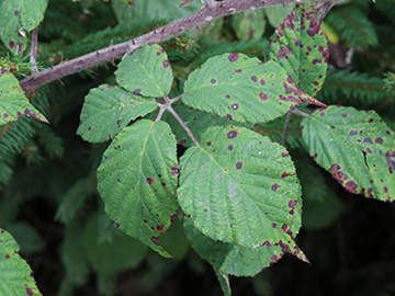 Rubus pannosus