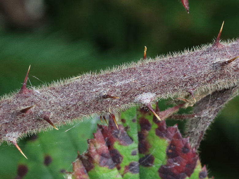 Rubus pannosus