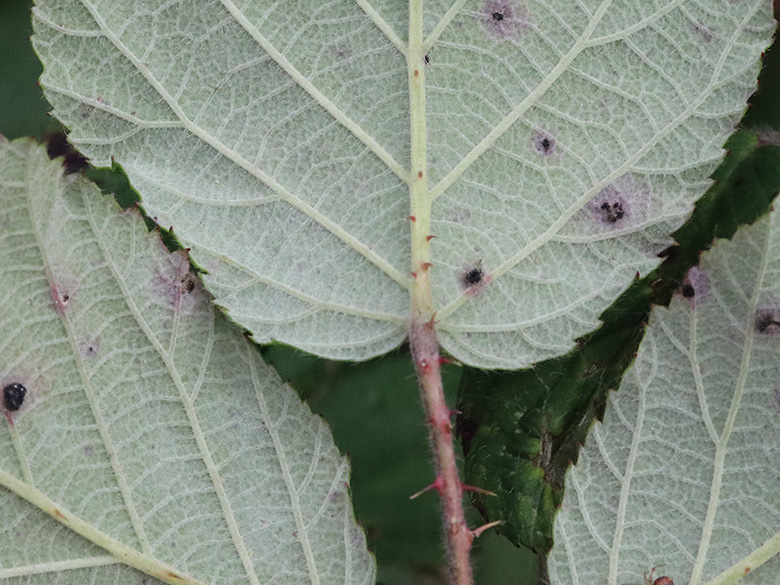 Rubus pannosus