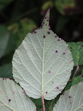 Rubus pannosus