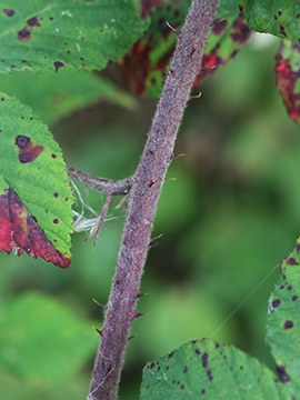 Rubus pannosus