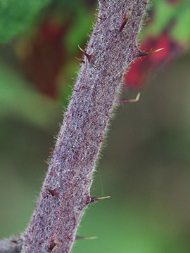 Rubus pannosus