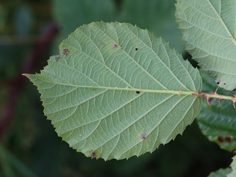 Rubus stereacanthos