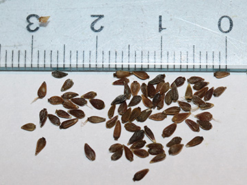 Aster amellus