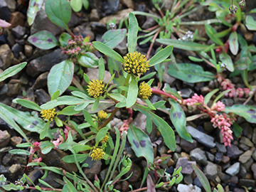 Bidens tripartita