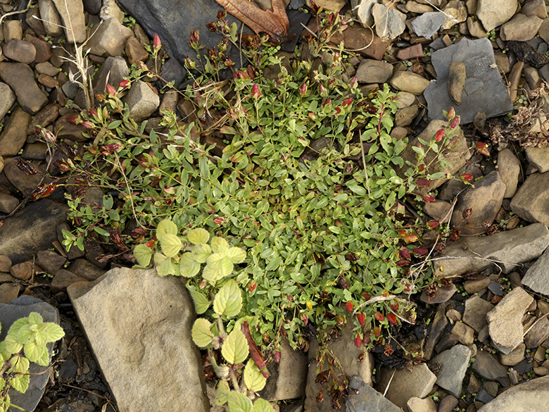 Hypericum humifusum