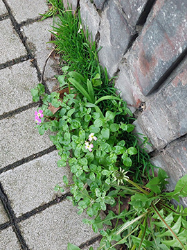 Malcolmia maritima
