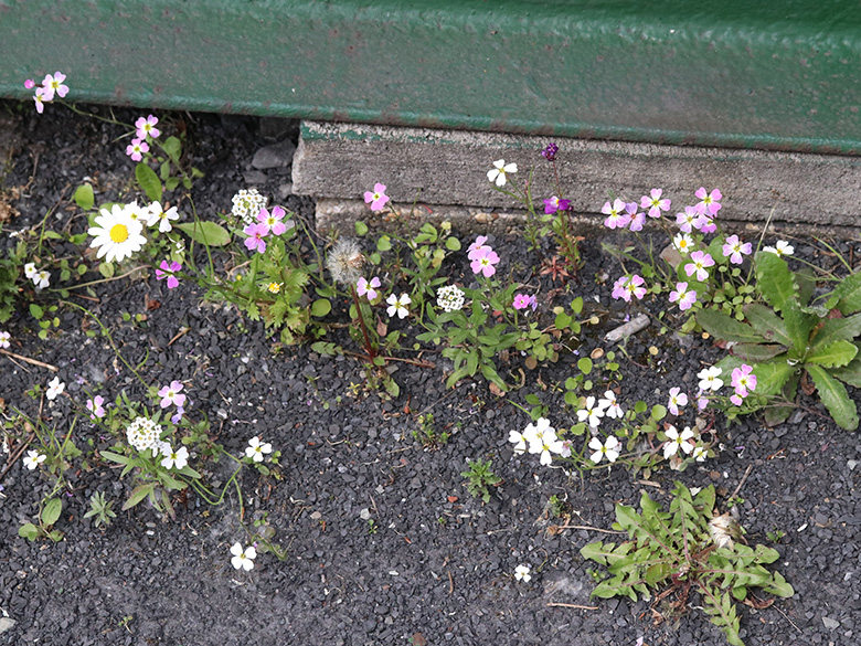 Malcolmia maritima