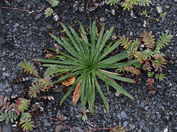 Reseda luteola