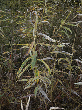 Salix gmelinii