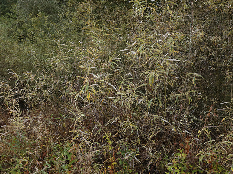 Salix gmelinii
