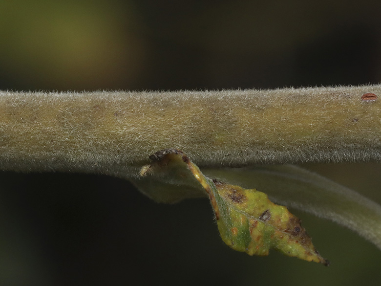 Salix gmelinii