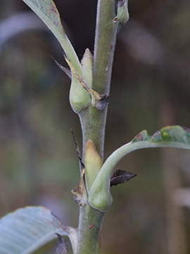 Salix gmelinii