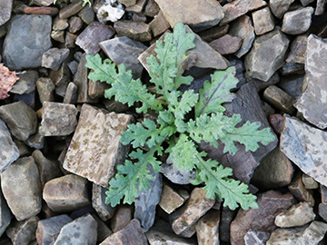 Senecio sylvaticus