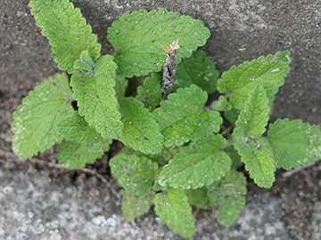 Teucrium hircanicum
