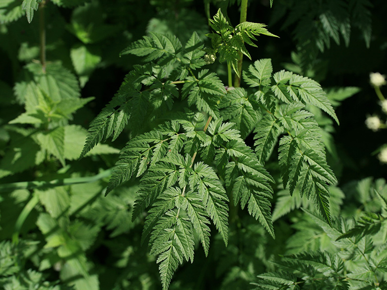 Chaerophyllum aureum
