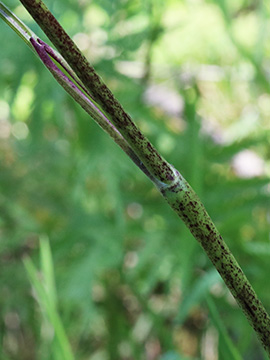 Chaerophyllum aureum