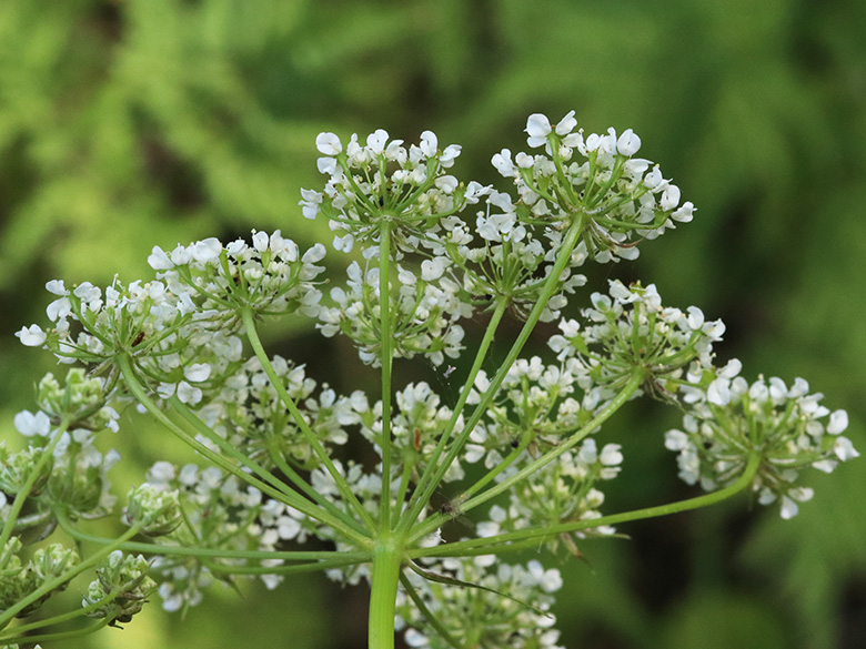 Chaerophyllum aureum