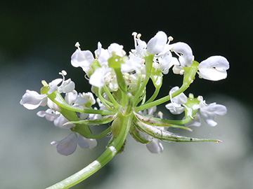 Chaerophyllum aureum