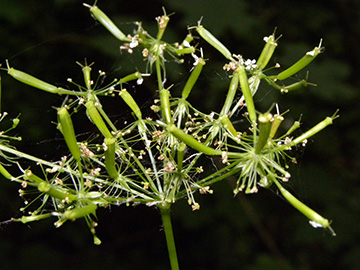 Chaerophyllum aureum