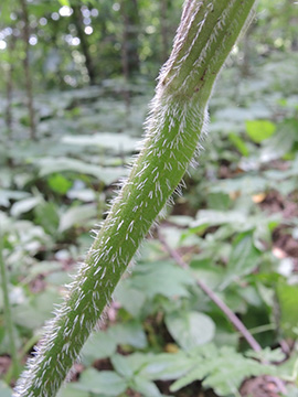 Chaerophyllum aureum