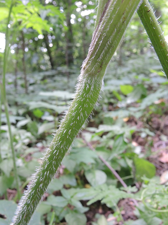 Chaerophyllum aureum