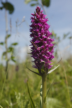 Dactylorhiza praetermissa