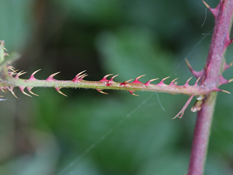 Rubus senticosus