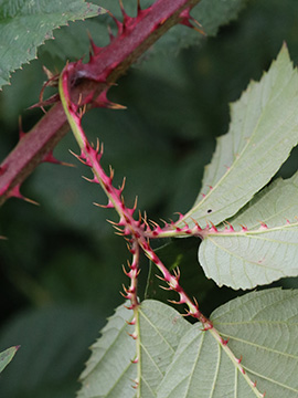 Rubus senticosus