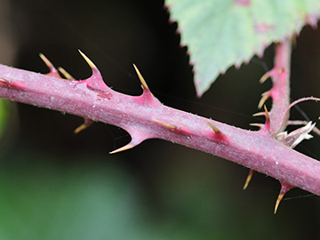 Rubus senticosus