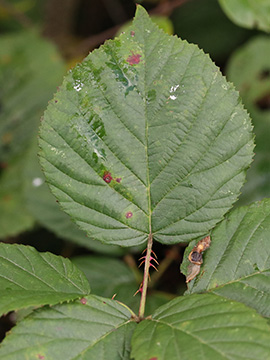 Rubus senticosus