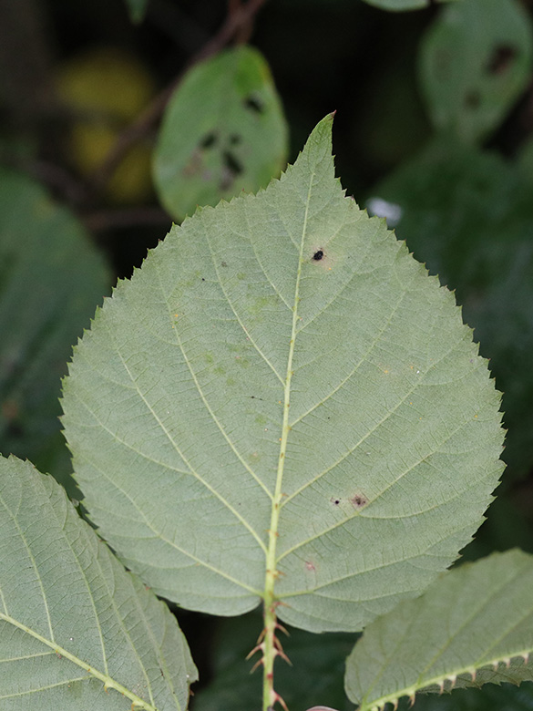 Rubus senticosus