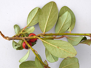 Cotoneaster dammeri