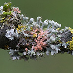 Exkursion 2025-11-09 BO-Querenburg Kryptogamen