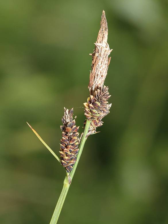 Carex cespitosa