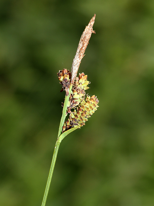 Carex cespitosa