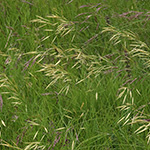 Bromus erectus - Aufrechte Trespe