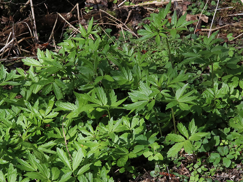 Cardamine bulbifera