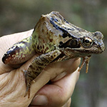 Rana temporaria - Grasfrosch