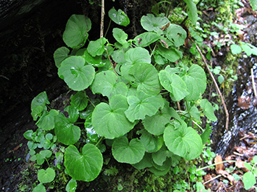 Viola biflora