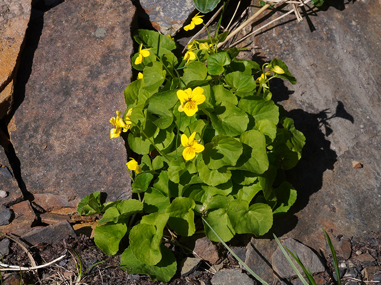 Viola biflora